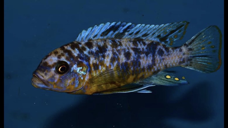 Maylandia fainzilberi 'Lupingu'